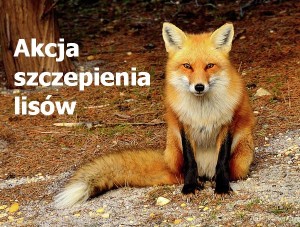 Komunikat lubelskiego wojewódzkiego lekarza weterynarii - wiosenna akcja szczepień lisów przeciwko wściekliźnie