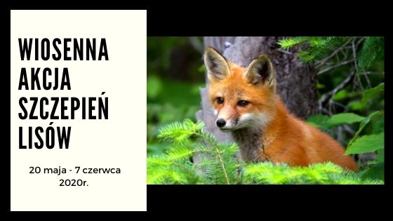 Wiosenna akcja szczepień lisów wolno żyjących przeciwko wściekliźnie