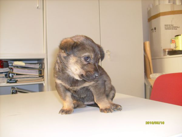 Mała suczka do adopcji